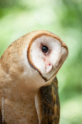 Barn owl © eurobanks