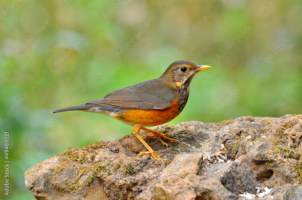 Black-breasted Thrush Bird Black-breasted Thrush Bird