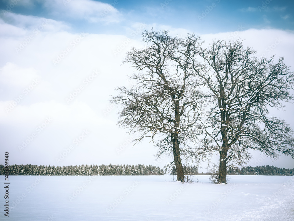 custom made wallpaper toronto digitalwinter tree