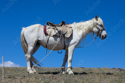 Stallion under saddle