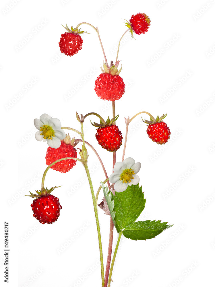 wild strawberry with berries and flowers isolated on white wild strawberry with berries and flowers isolated on white