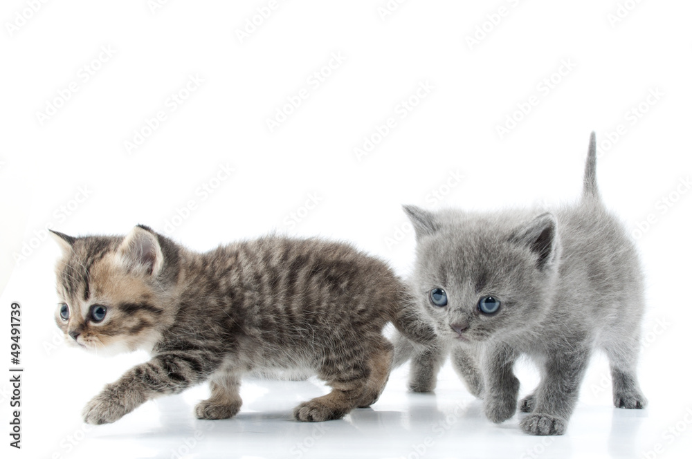 Two kittens walking towards together. Studio shot. Isolated over