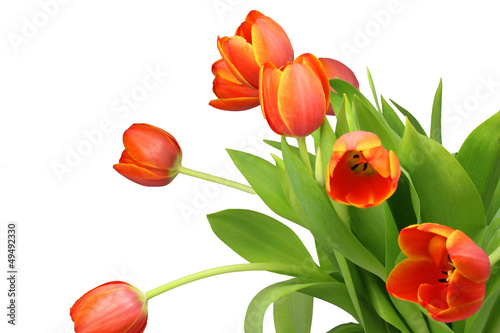 Fototapeta Naklejka Na Ścianę i Meble -  Tulpenstrauß