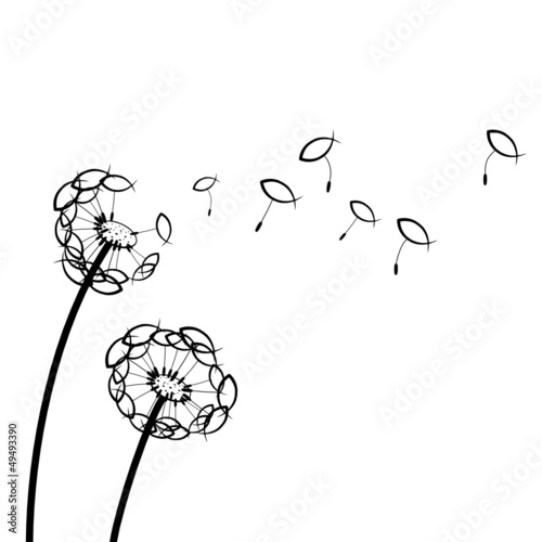 Ichthys Pusteblume