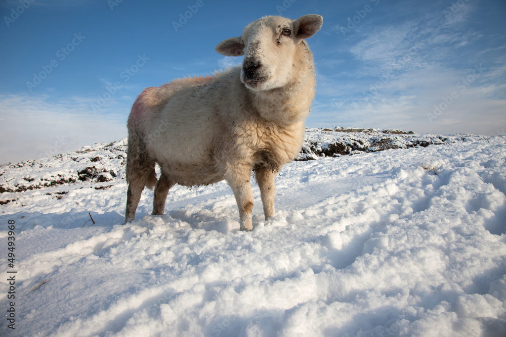 Sheep in Snow Sheep in Snow