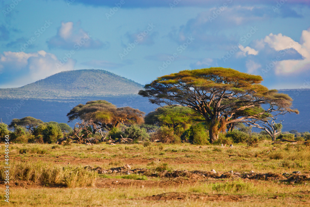 Fototapeta premium Sawanna krajobraz w Afryce, Amboseli, Kenia