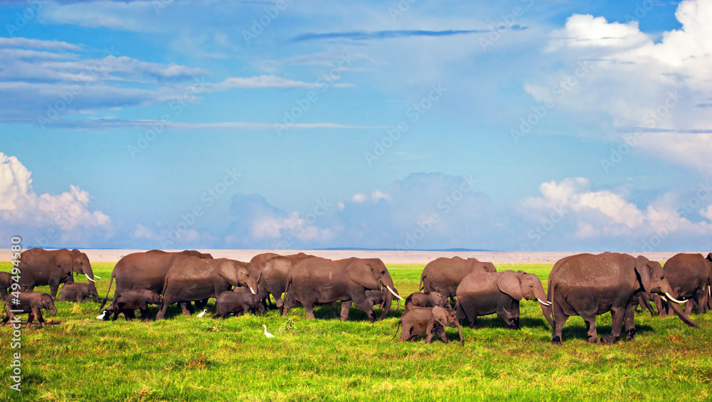 Fototapeta premium Elephants herd on savanna. Safari in Amboseli, Kenya, Africa