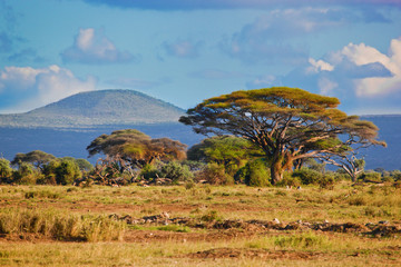 Crédence de cuisine Afrique Savane d'Amboseli au Kenya  © Photocreo Bednarek