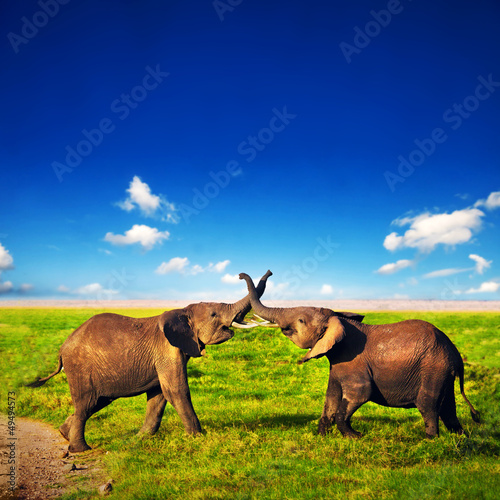 Canvas Print Elephants playing on savanna. Safari in Amboseli, Kenya, Africa