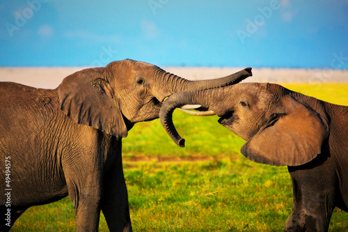 Elephants playing on savanna. Safari in Amboseli, Kenya, Africa