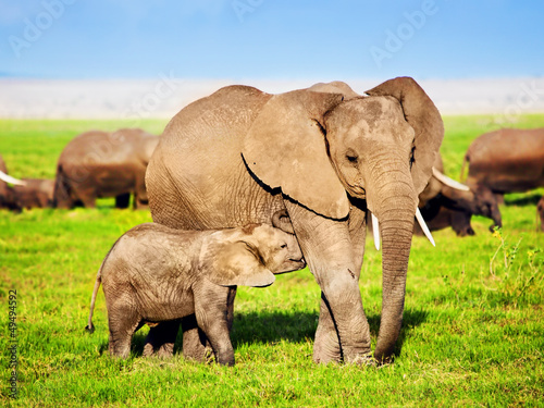 Elephants family on savanna. Safari in Amboseli  Kenya  Africa