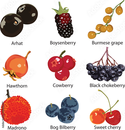set of different berries