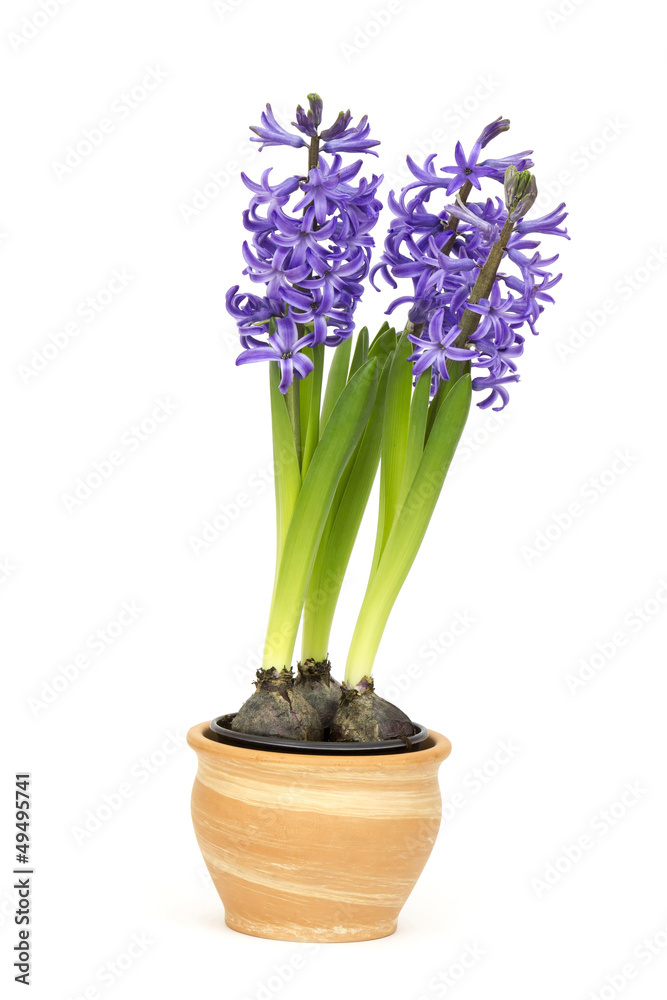 spring hyacinth flower in a pot spring hyacinth flower in a pot