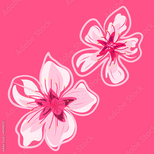 spring cherry blossoms