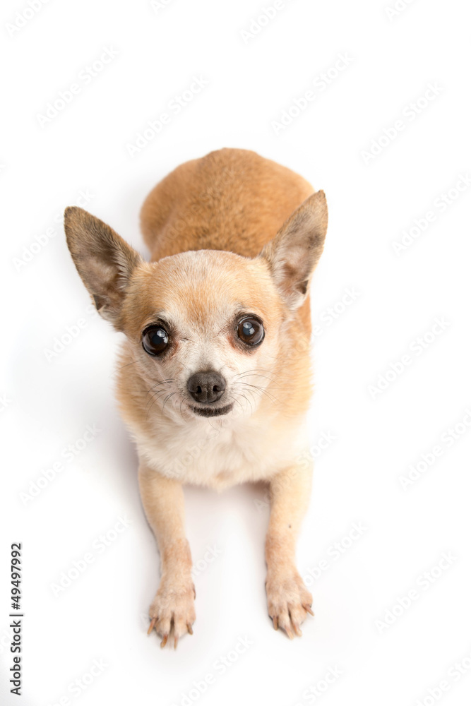 Cute Chihuahua Isolated on White Background