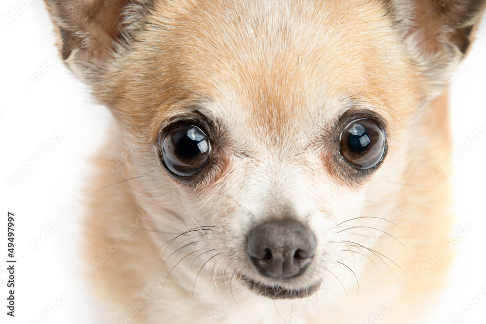 Cute Chihuahua Isolated on White Background Cute Chihuahua Isolated on White Background