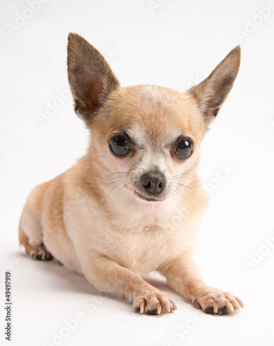 Cute Chihuahua Isolated on White Background © cvalle