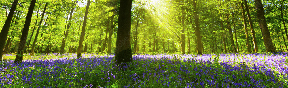 Fototapeta premium Panoramic Bluebell Wood