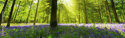 Fototapeta Naklejka Na Ścianę i Meble -  Panoramic Bluebell Wood