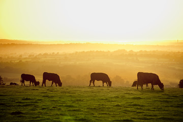 Cattle at sunset