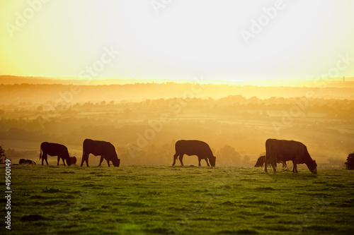 Obraz na plátně Cattle at sunset