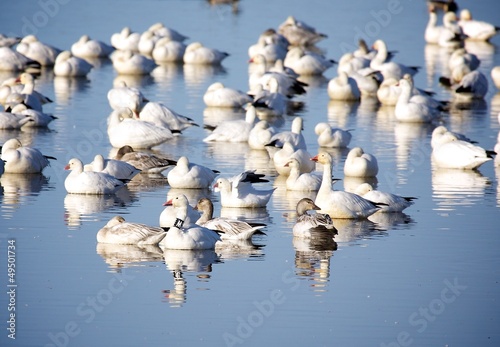 Flock of Snow Geese photo