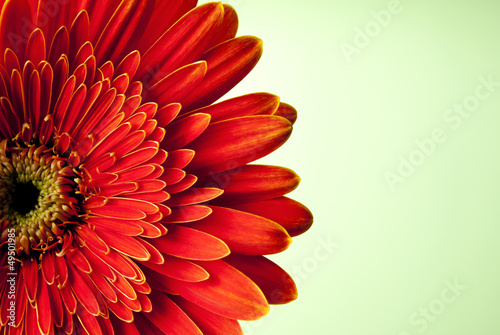 Valokuva red gerbera flower