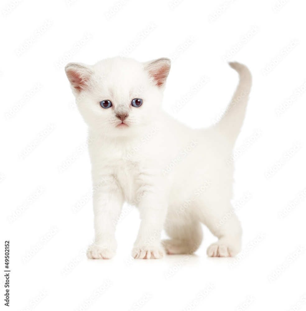 British kitten isolated on white