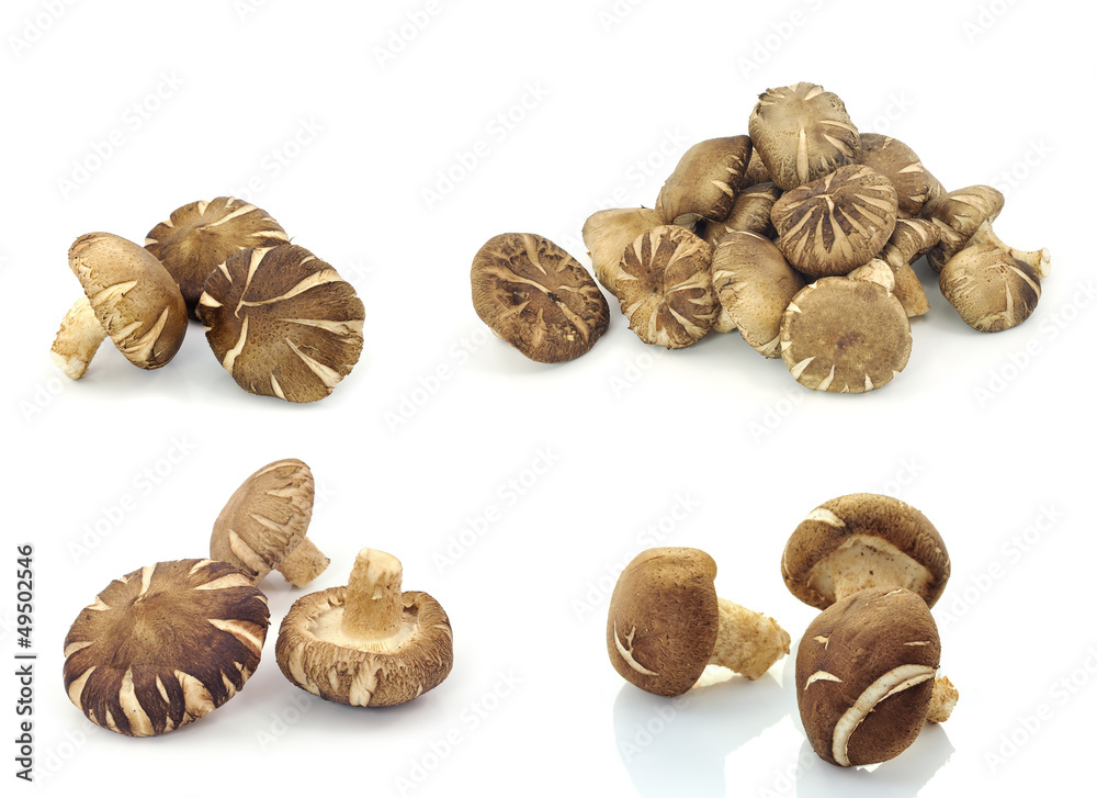 Shiitake mushrooms (Lentinula edodes). Shiitake mushrooms (Lentinula edodes).