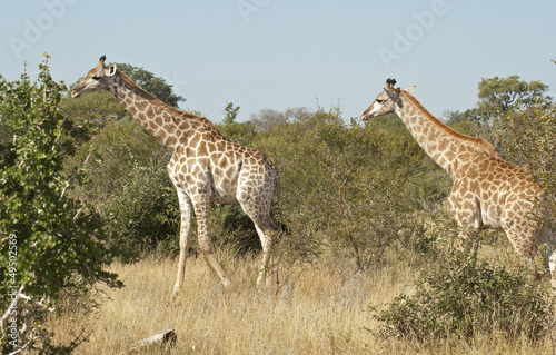 Giraffe in Kruger National Park