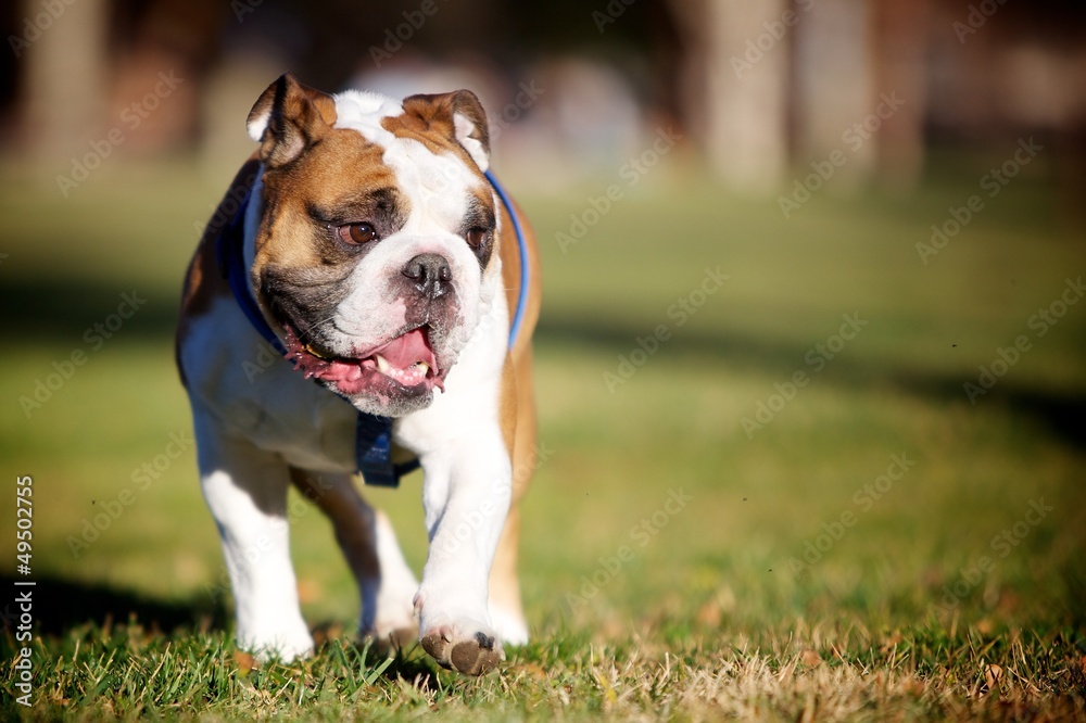 Fototapeta premium Happy French Bulldog