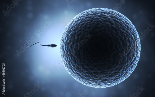 sperm and egg cell photo