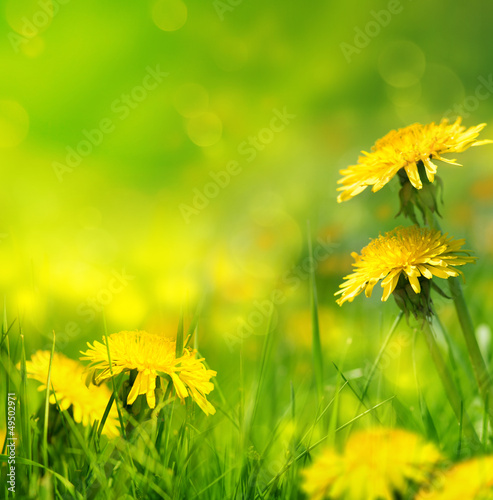 Piękne wiosenne kwiaty tło