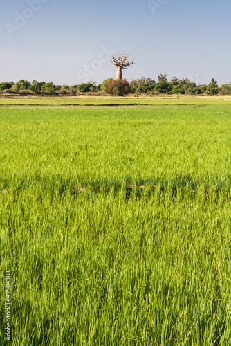 Baobab and rice field photo