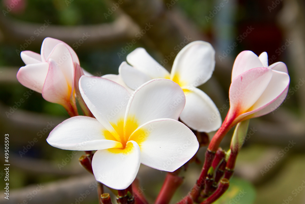 Fototapeta premium Plumeria or Frangipani flowers