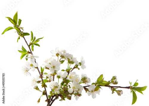 cherry in blossom isolated on white.