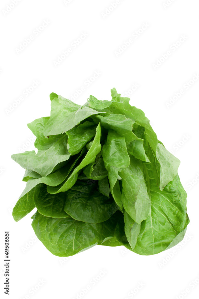 Lattuga Lattuga