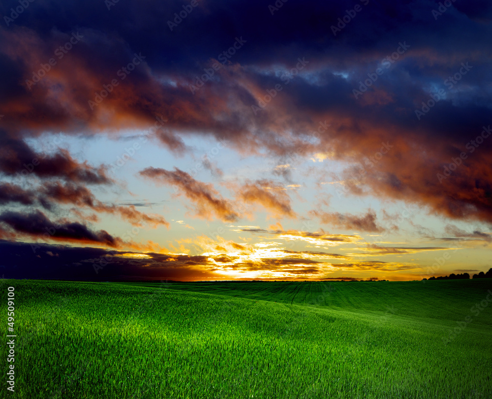 field with grass