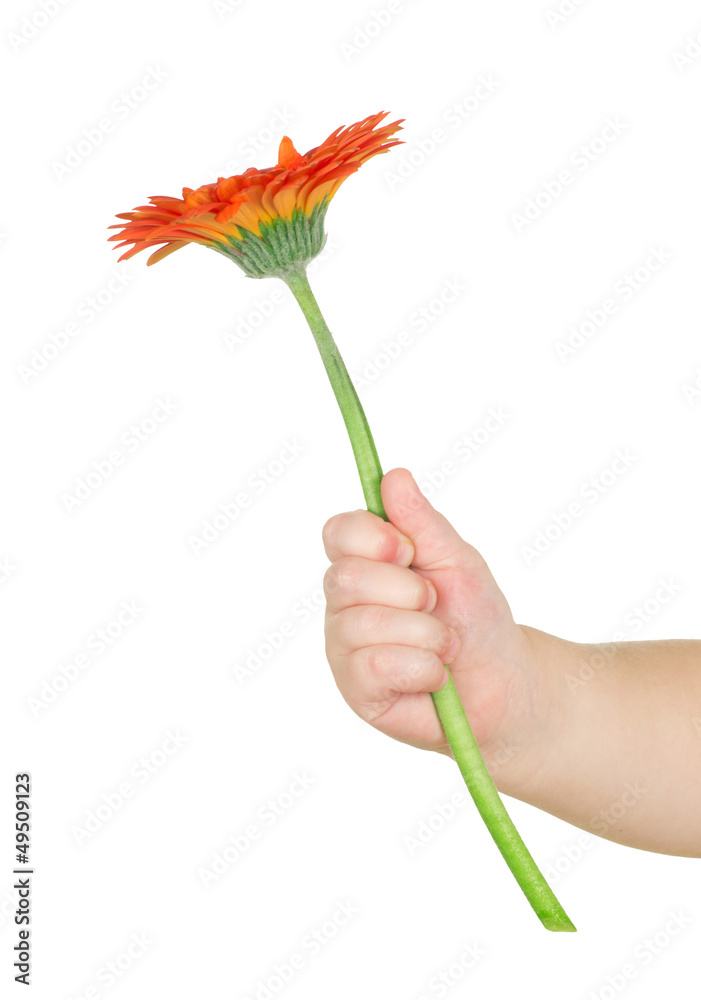 hand holding flower hand holding flower