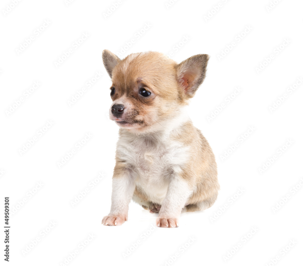Chihuahua Chihuahua