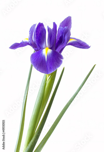 Fototapeta Naklejka Na Ścianę i Meble -  Single purple iris flower on white background