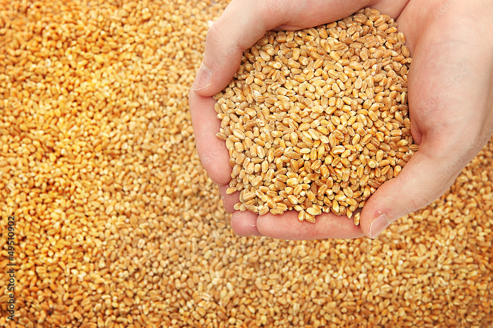 man hands with grain, on wheat background man hands with grain, on wheat background