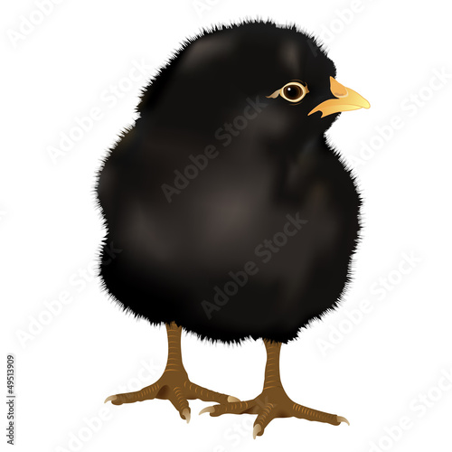 realistic black Chick, vector