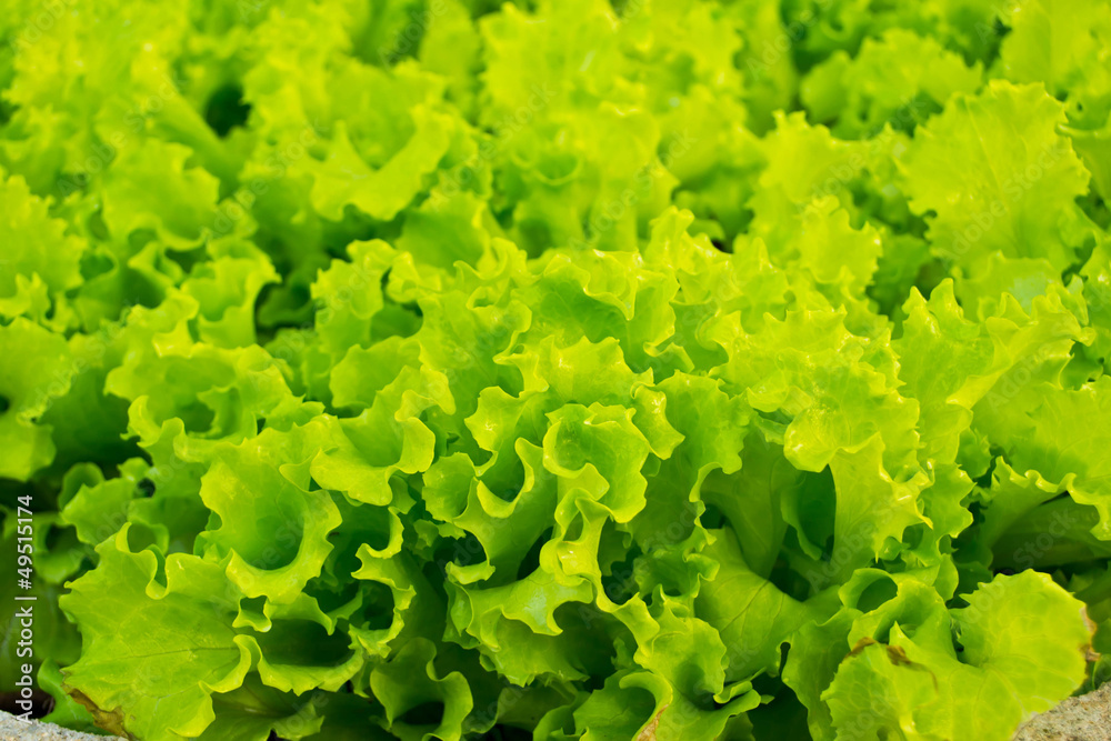 Close-up of lettuce leaves Close-up of lettuce leaves