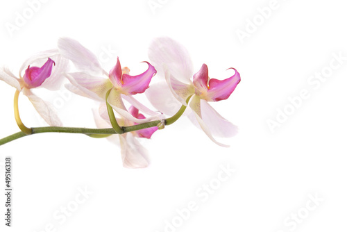 pink orchid © Denis Tabler