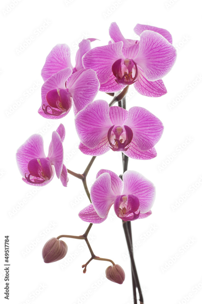 Orchidee Orchidee