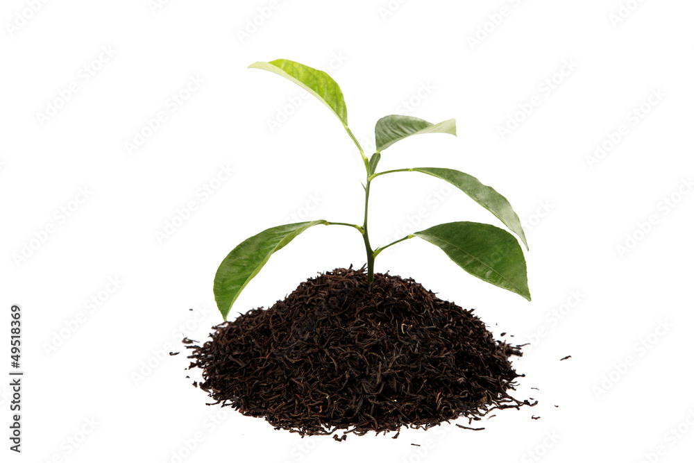 Fresh lemon tree branch in a handful of black tea isolated on wh Fresh lemon tree branch in a handful of black tea isolated on wh
