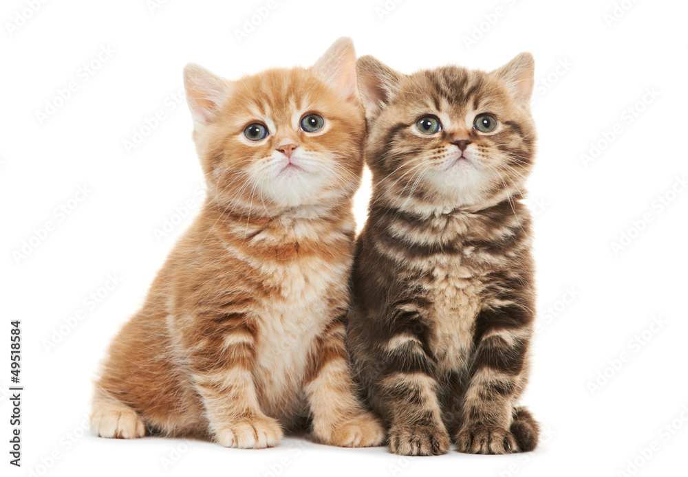 Two British Shorthair kitten cat isolated