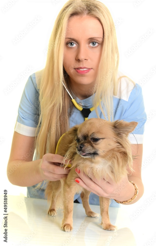Lady veterinary examining the dog Lady veterinary examining the dog
