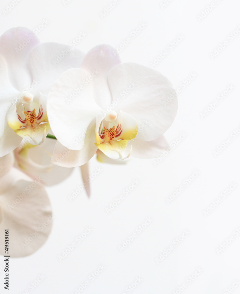 Phalaenopsis flower